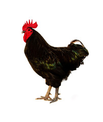 Black australorp rooster stand isolated on white background.