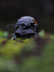 Beetles / Insect : the Fighting Giant Stag Beetle or Hexarthrius parryi , This species is present in the forest of Southeast Asia, Thailand, Indonesia and India. Beetles on green leaf background