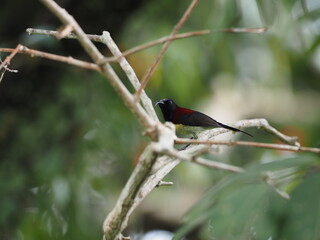 The black-throated sunbird is a species of bird in the family Nectariniidae. It is found in the Indian Subcontinent and adjoining regions of Southeast Asia, ranging across Bangladesh, Bhutan, Cambodia