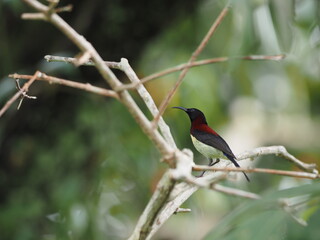The black-throated sunbird is a species of bird in the family Nectariniidae. It is found in the Indian Subcontinent and adjoining regions of Southeast Asia, ranging across Bangladesh, Bhutan, Cambodia