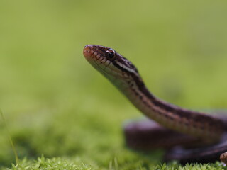 Hebius boulengeri is a species in snake in the family Colubridae. The species is endemic to East Asia and Southeast Asia. It is also known as the Tai-yong keelback or Boulenger's keelback
