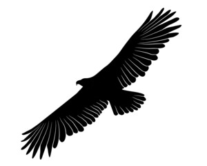 Black silhouette Cartoon flying wild eagle in isolate on a white background. Vector illustration.