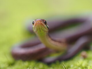 Hebius boulengeri is a species in snake in the family Colubridae. The species is endemic to East Asia and Southeast Asia. It is also known as the Tai-yong keelback or Boulenger's keelback