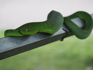 The Vogel’s Green Pit Viper is largely arboreal (lives in trees) like many other Pit vipers. Big green Snake