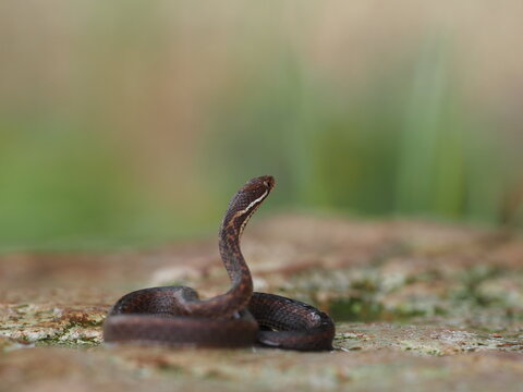 Hebius boulengeri is a species in snake in the family Colubridae. The species is endemic to East Asia and Southeast Asia. It is also known as the Tai-yong keelback or Boulenger's keelback
