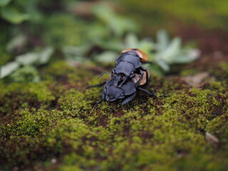 Beetles / Insect : the Fighting Giant Stag Beetle or Hexarthrius parryi , This species is present in the forest of Southeast Asia, Thailand, Indonesia and India. Beetles on green leaf background