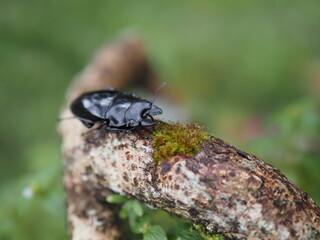 Beetles / Insect : the Fighting Giant Stag Beetle or Hexarthrius parryi , This species is present in the forest of Southeast Asia, Thailand, Indonesia and India. Beetles on green leaf background