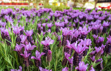 spring bloom of fragrant purple lavender flowers in a nursery.floral spring background.