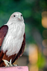 bird of prey, Brahminy kite,  red-backed sea-eagle, Haliastur indus