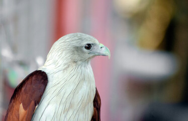 bird of prey, Brahminy kite,  red-backed sea-eagle, Haliastur indus