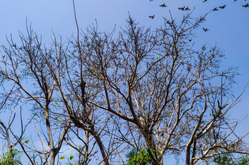 A leafless pimple tree going to be leafy and green again as usual in the spring