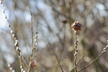 dry leaves on a spring blooming willow. Young willow shoot in spring. leaves on the tree like a rose. blooming branch for Easter. natural blurred background. place for text, close-up