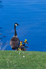 a canadian goose standing on the edge of a body of water