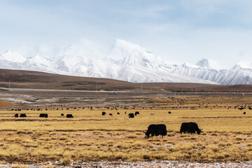beautiful scenery of qinghai-tibet plateau