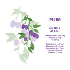 Infographic card about calories of plum 100g. Vitamins, minerals and calorie content. Vector flat healthy food concept. Information about nutrition facts plum fruit. Conceptual healthy nutrition card.
