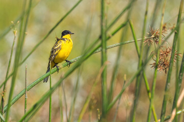 Western Yellow Wagtail - Motacilla flava, beautiful yellow perching bird from European meadows, lake Ziway, Ethiopia.