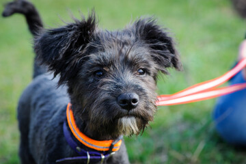 black Dog. small black puppy, on a leash. portrait, head close-up. schnauzer. beautiful dog, grooming and walking pets. concepts of friendship, training, veterinary medicine. domestic animal.