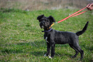 black Dog. small black puppy, on a leash. walks on a lawn with green grass. schnauzer. beautiful dog, grooming and walking pets. concepts of friendship, training, veterinary medicine. domestic animal