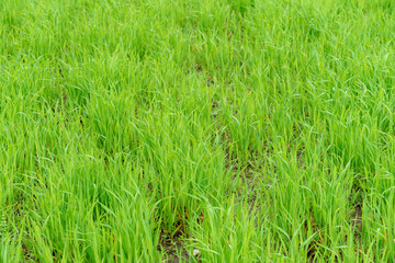 natural green natural background. fresh young grass