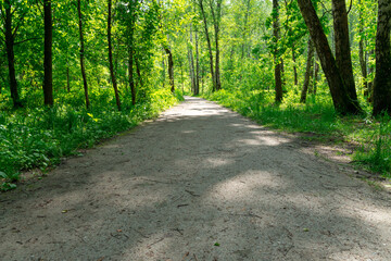 Fototapeta na wymiar dirt forest path on a summer day. natural landscape