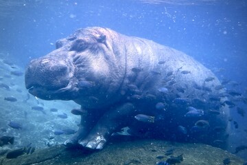 a hippo under water