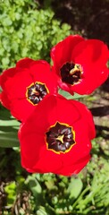 tulips in the garden