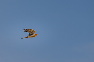 An American Kestrel in flight