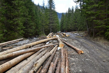 wycinka drzew w Tatrach