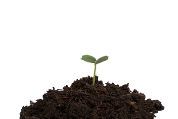 Seedlings on a white background.