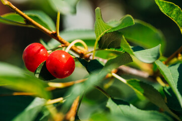 Red Ripe Berries Prunus subg. Cerasus on tree In Summer Vegetable Garden