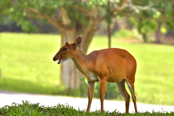Barking deer is very beautiful decoration in the wild and remain in the Khao-yai national park of Thai land.
