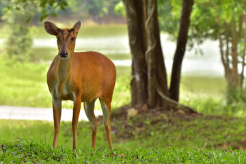 Barking deer is very beautiful decoration in the wild and remain in the Khao-yai national park of Thai land.