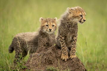 Cheetah cub stands on mound with another