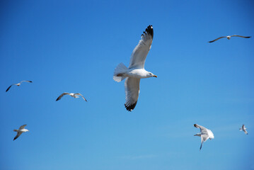 A white gull in the blue sky is flying with a cry. Birds over Lake Baikal 
