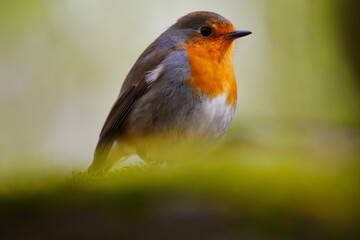 close up of a robin with a beautiful bouquet of a green spring forest