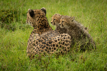 Cheetah lies beside two cubs in rain