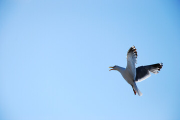 A white gull in the blue sky is flying with a cry. Birds over Lake Baikal 
