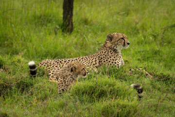 Cheetah lies beside cub on grassy mound