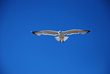 A white gull in the blue sky is flying with a cry. Birds over Lake Baikal 