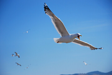 A white gull in the blue sky is flying with a cry. Birds over Lake Baikal 