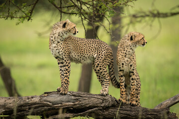Cheetah cubs stand on log looking right