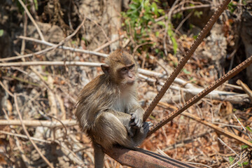 japanese macaque sitting on the ground