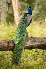 Obraz premium National bird of india - Indian peafo AKA Pavo cristatus