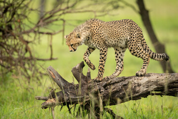 Cheetah cub walks on log looking down