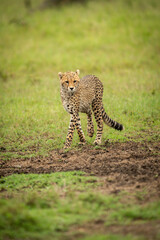 Cheetah cub walks across grass looking down