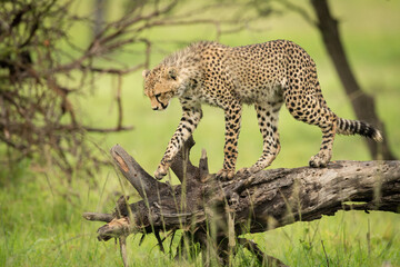 Cheetah cub walks along log looking down