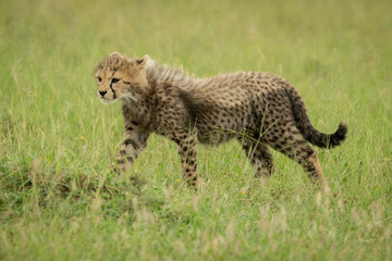 Naklejka na ściany i meble Cheetah cub walks across grass heading left