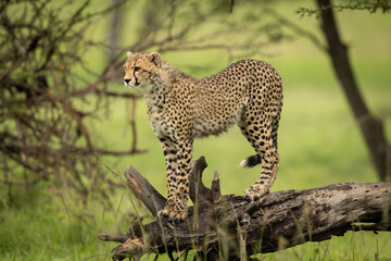 Cheetah cub stands on log looking ahead