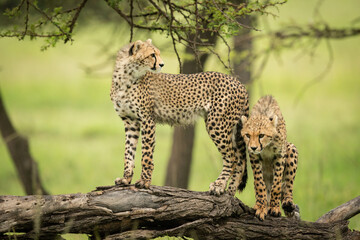 Cheetah cub stands on log beside another