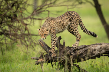 Cheetah cub stands on log looking down